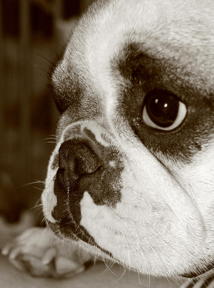 Dackelblick? French Bulldogblick !!!