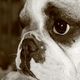 Dackelblick? French Bulldogblick !!!