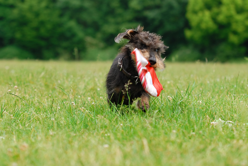 DackelFrisbeeSpeed