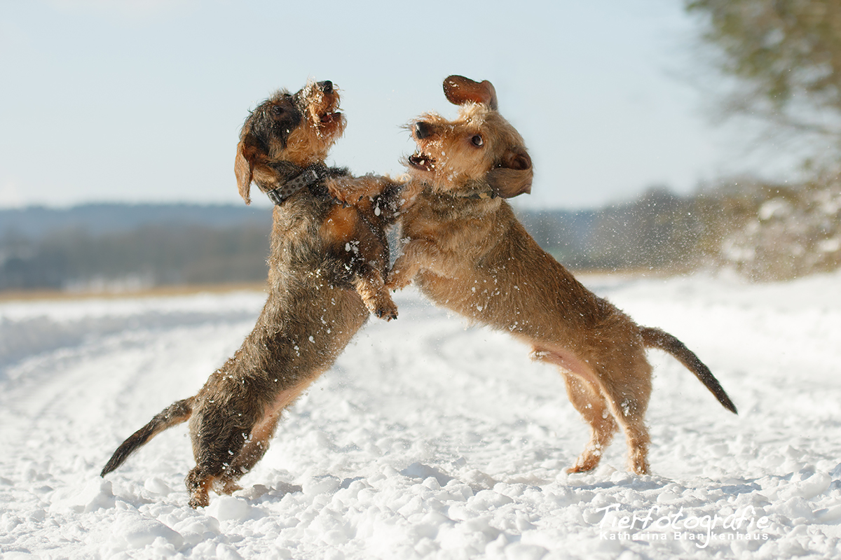 Dackelkampf im Schnee 