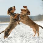 Dackelkampf im Schnee 