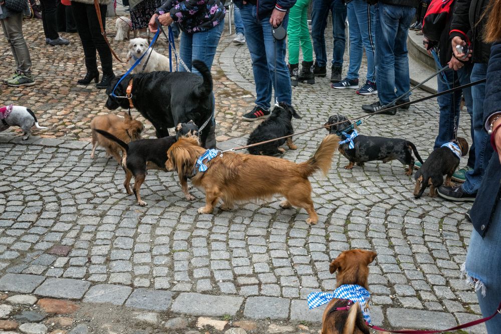 Dackelparade in Passau