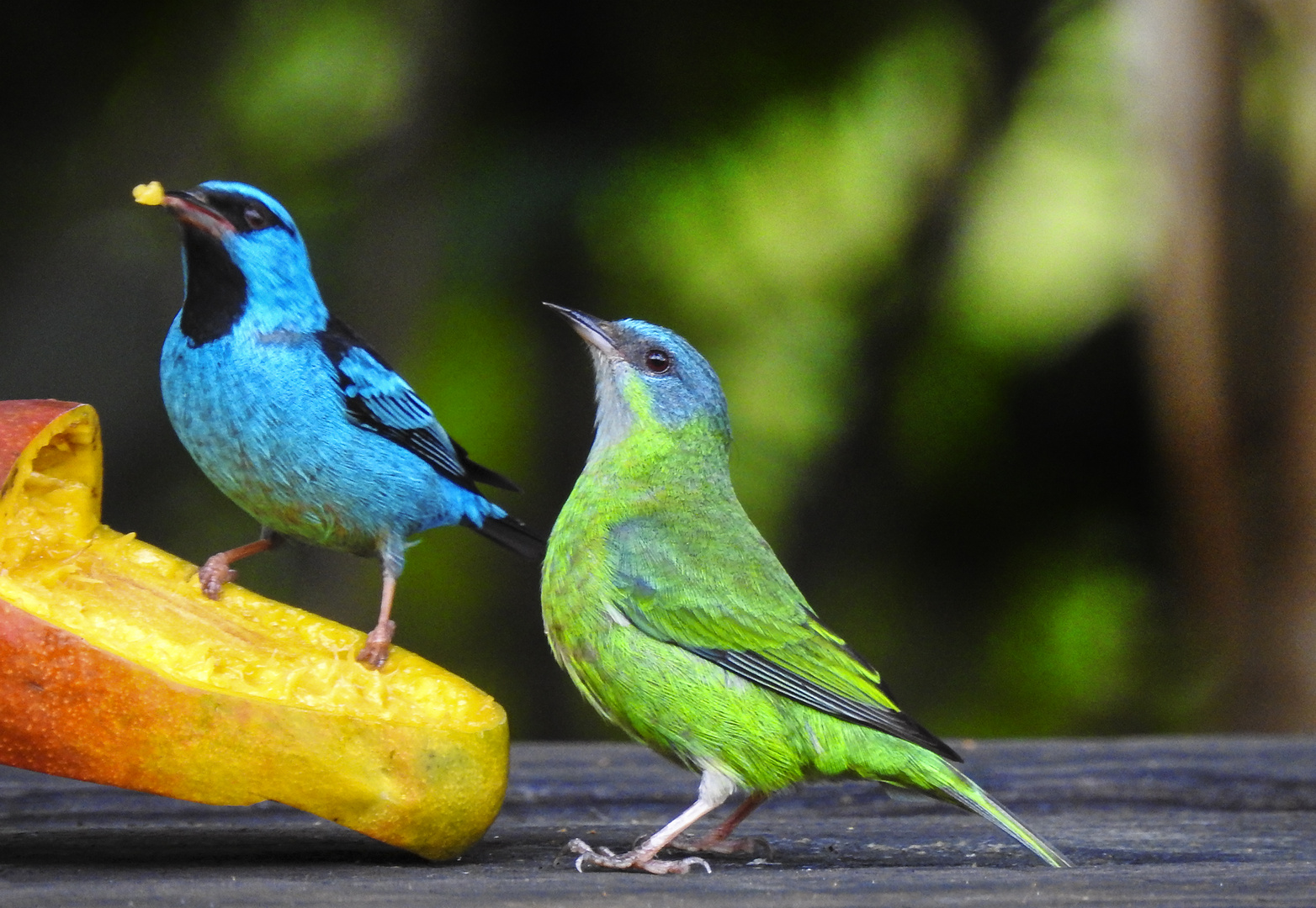 Dacnis cayana