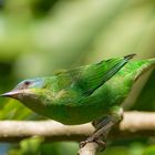 Dacnis cayana (hembra)