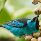 Dacnis-cayana-(macho) 2