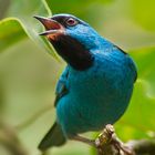 Dacnis cayana (macho)