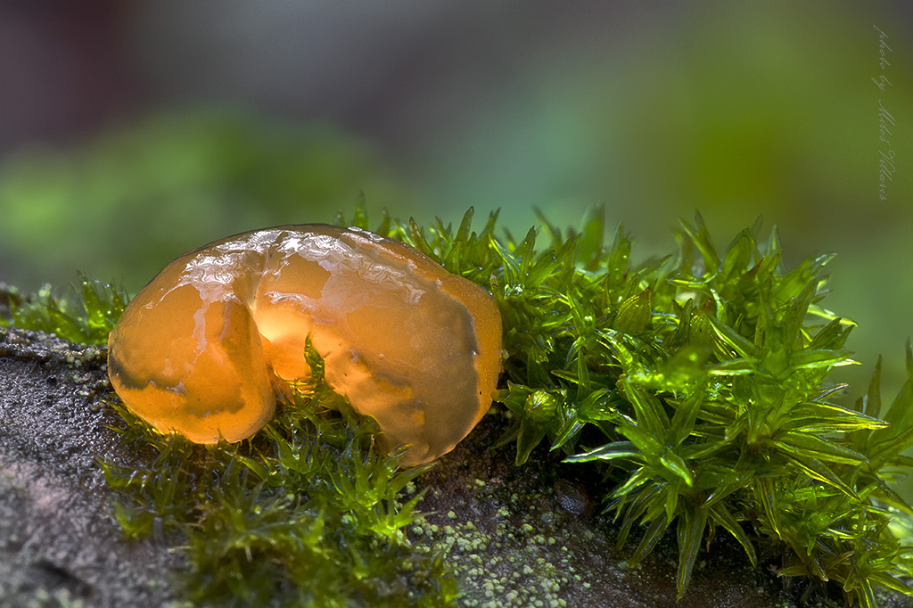 Dacrymyces sp.