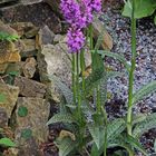 Dacthylorhiza maculata - Geflecktes Knabenkraut