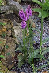 Dacthylorhiza maculata - Geflecktes Knabenkraut