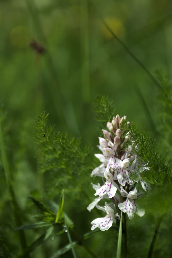 Dacthylorhiza majalis