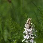 Dacthylorhiza majalis