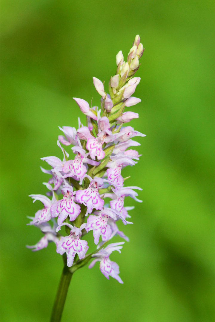 Dactiylorhiza Fuchsii (La Brède)