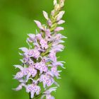 Dactiylorhiza Fuchsii (La Brède)