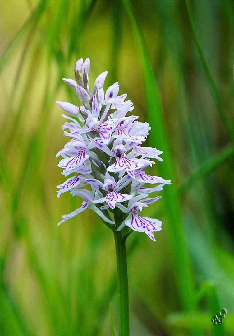 Dacttylorhiza fuchsii