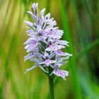 Dacttylorhiza fuchsii