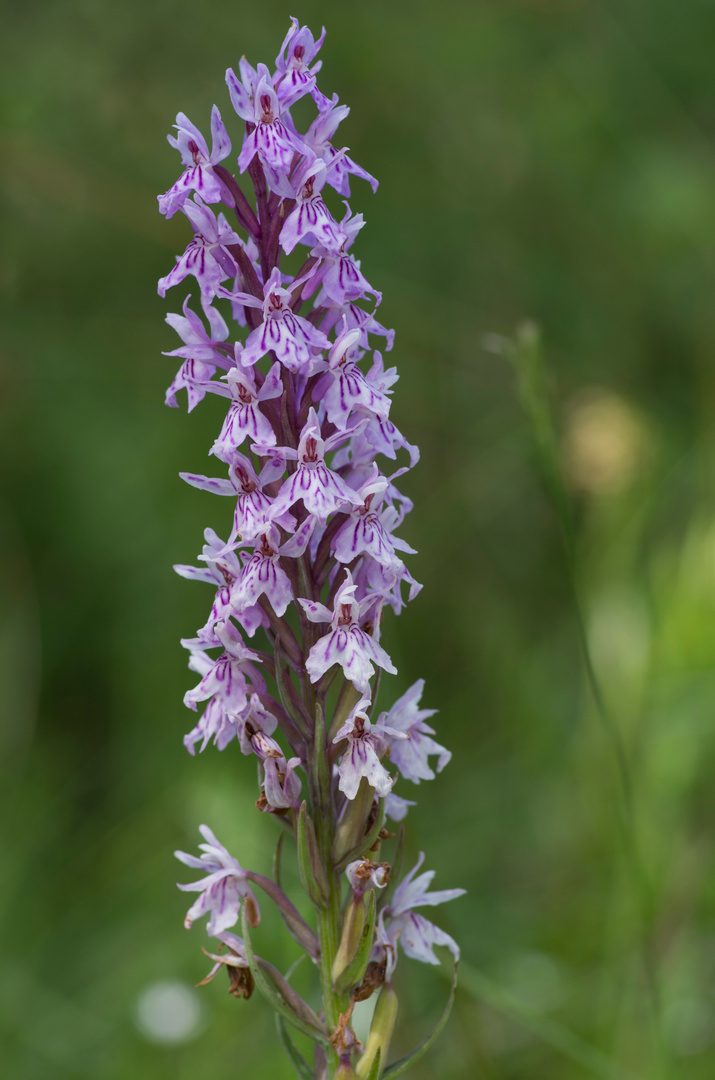 Dactyliorhiza fuchsii