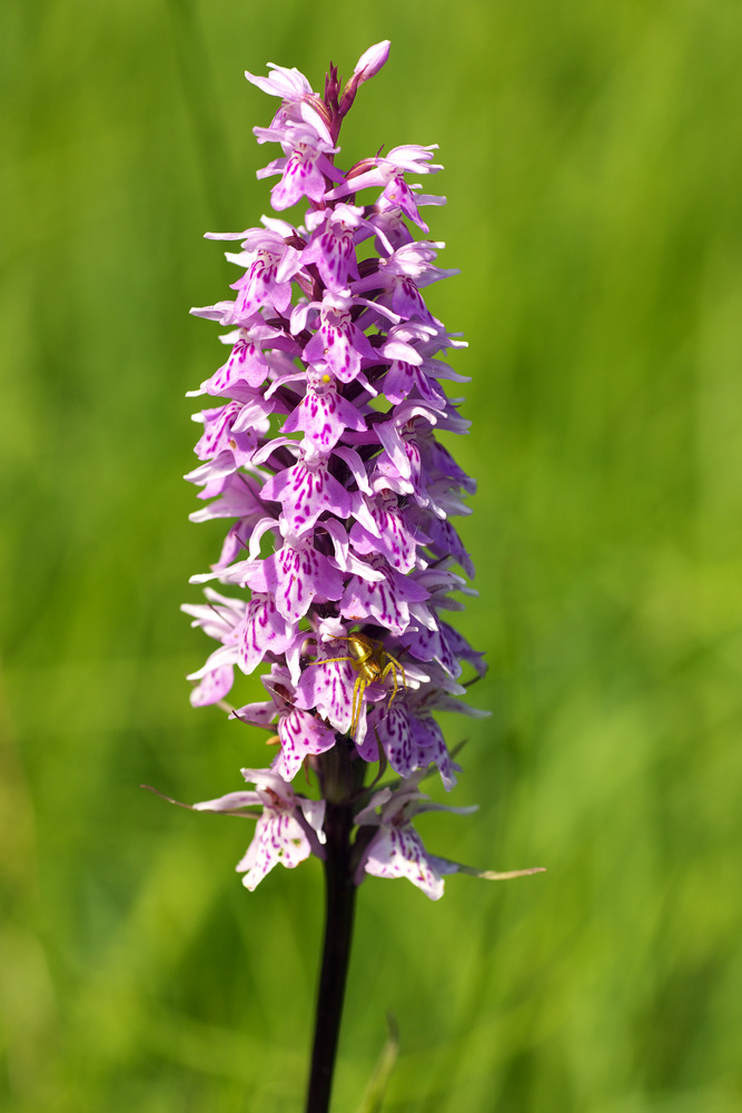 Dactylorhiza