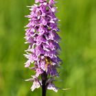 Dactylorhiza