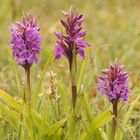 Dactylorhiza