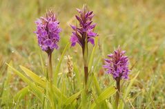 Dactylorhiza