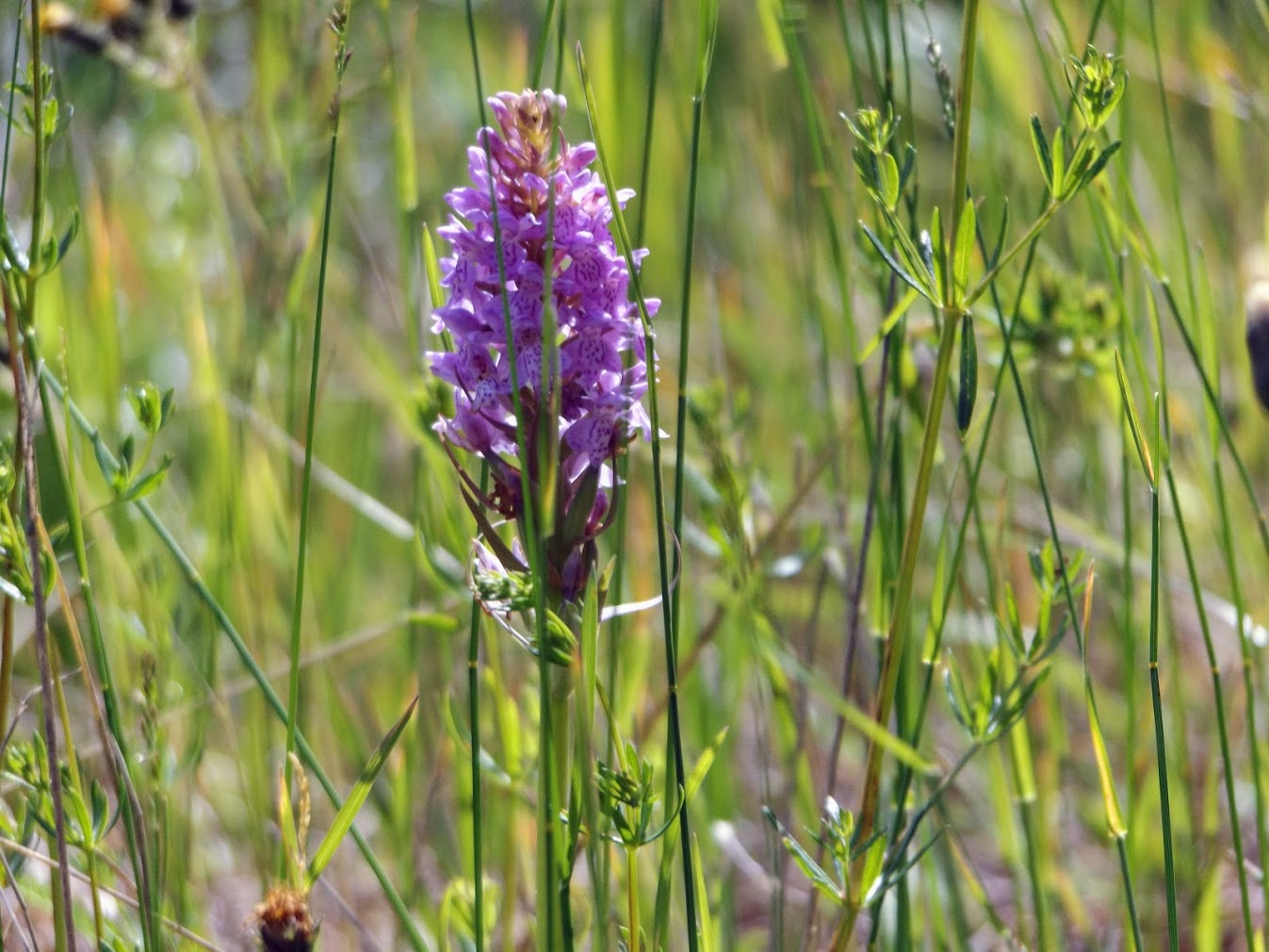 Dactylorhiza baltica