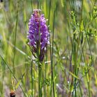 Dactylorhiza baltica