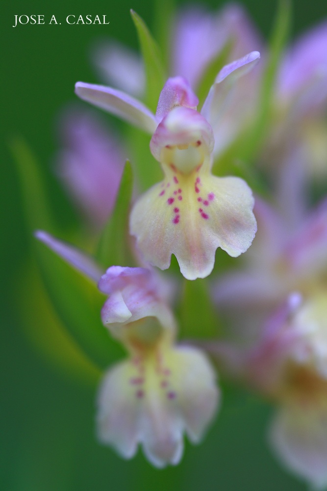 Dactylorhiza cantabrica