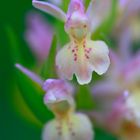 Dactylorhiza cantabrica