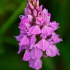 Dactylorhiza elata