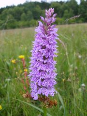 Dactylorhiza fuchsi - geflecktes Knabenkraut bei Brilon 2008