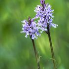 Dactylorhiza fuchsii