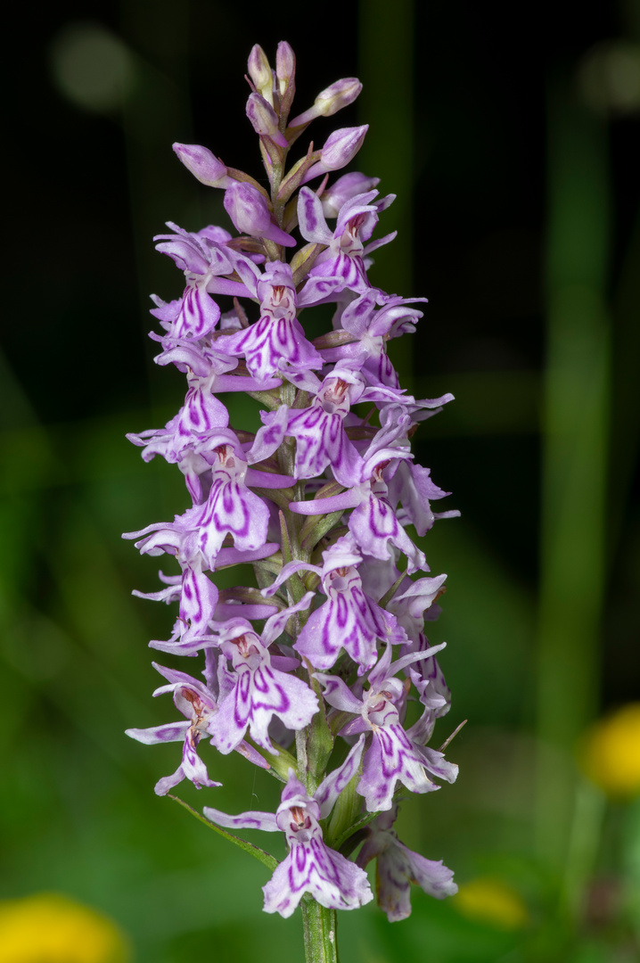 Dactylorhiza fuchsii (2)