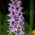 Dactylorhiza fuchsii (2)