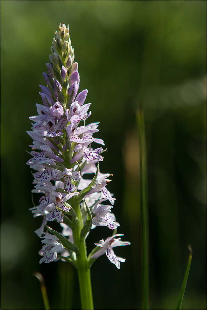  Dactylorhiza fuchsii