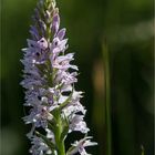  Dactylorhiza fuchsii