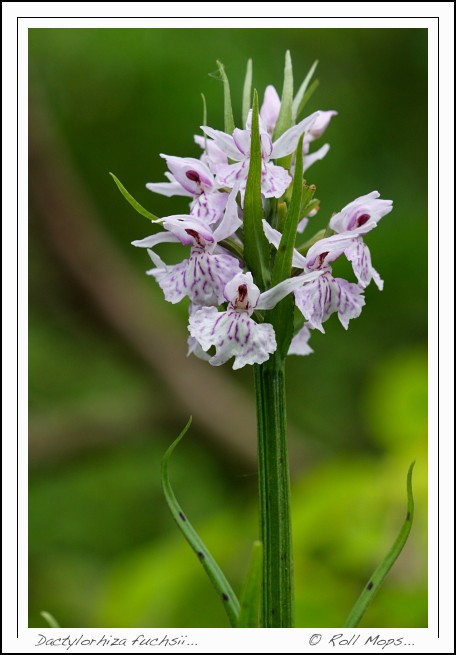 Dactylorhiza fuchsii...