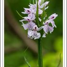 Dactylorhiza fuchsii...