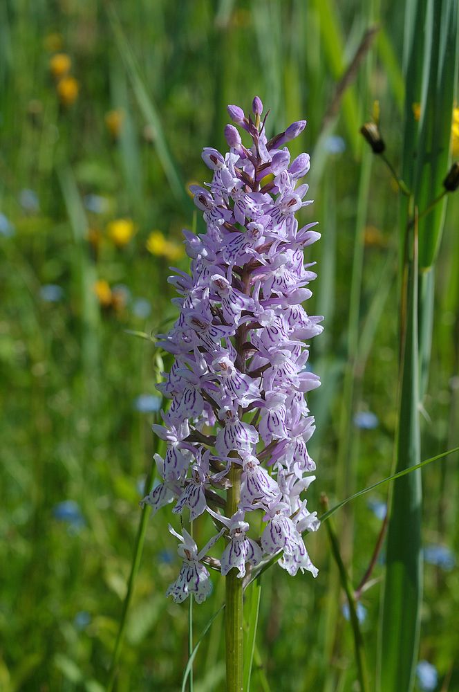 Dactylorhiza fuchsii