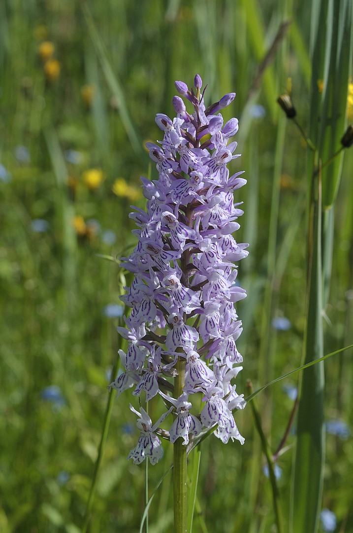 Dactylorhiza fuchsii