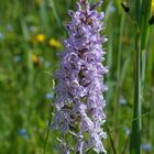 Dactylorhiza fuchsii