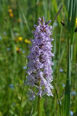 Dactylorhiza fuchsii