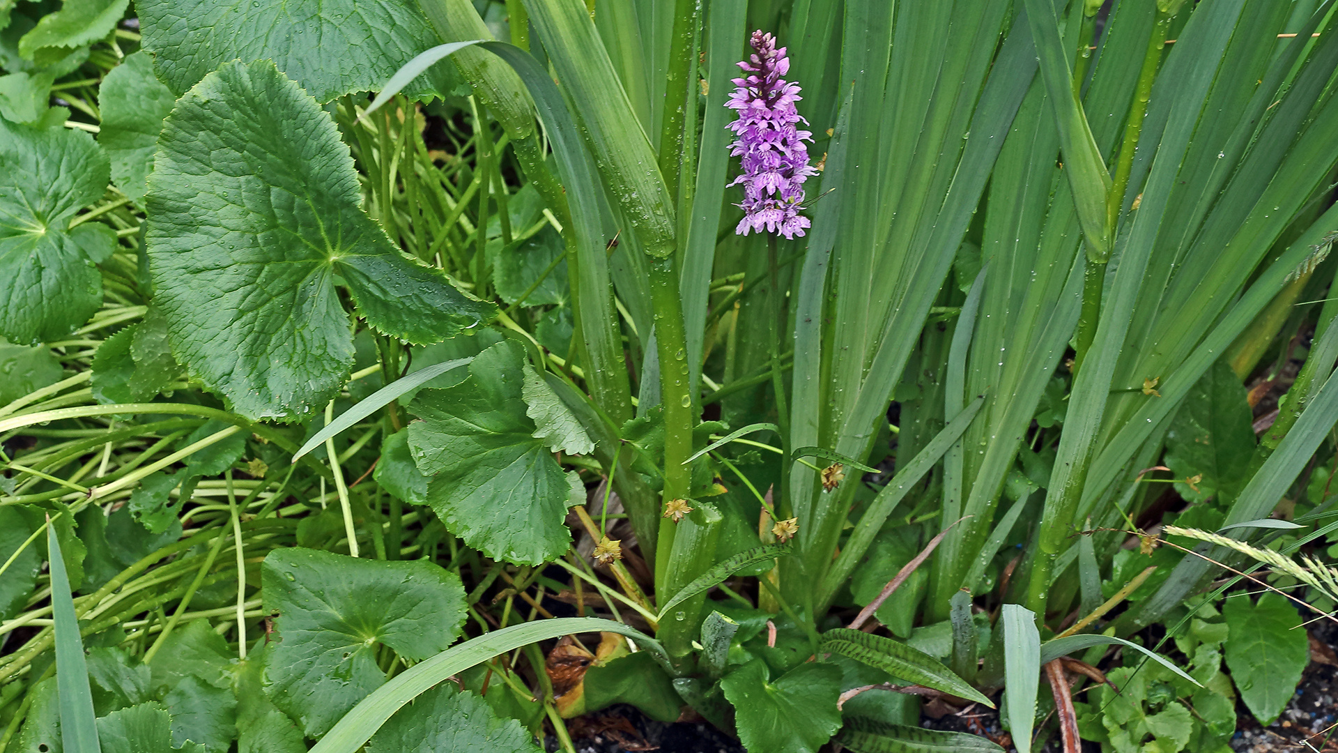 Dactylorhiza fuchsii., das Fuchs Knabenkraut gedeit bei mir...