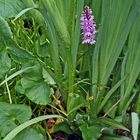 Dactylorhiza fuchsii., das Fuchs Knabenkraut gedeit bei mir...