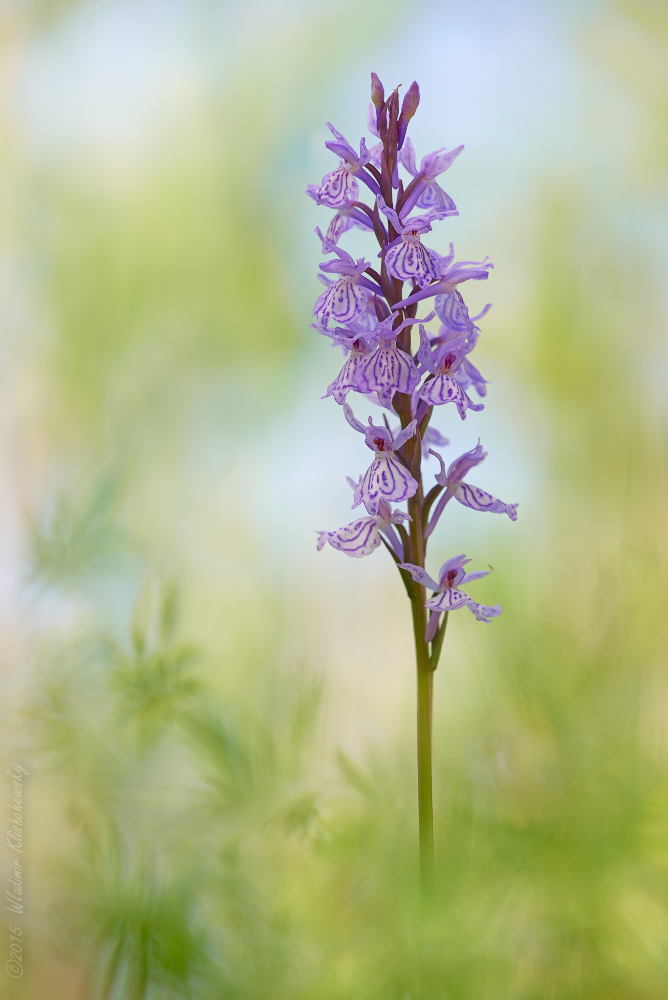 Dactylorhiza fuchsii