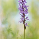 Dactylorhiza fuchsii