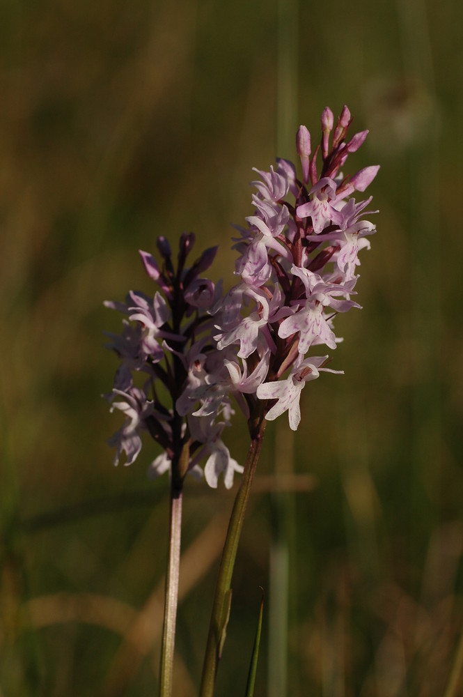 Dactylorhiza fuchsii in der Abendsonne