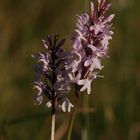 Dactylorhiza fuchsii in der Abendsonne