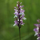 Dactylorhiza fuchsii - mal ein Mittwochsblümchen