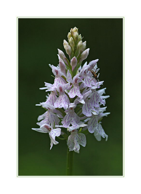 Dactylorhiza fuchsii x maculata ?