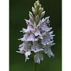 Dactylorhiza fuchsii x maculata ?